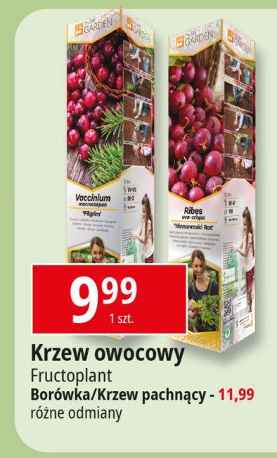 Krzew owocowy FRUCTOPLANT promocja