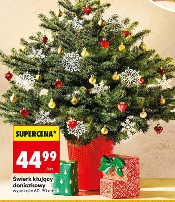 Świerk kłujący doniczkowy wysokość 60-90 cm promocja w Biedronka