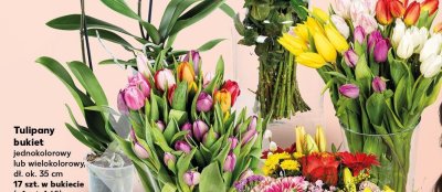 Tulipany bukiet jednokolorowy lub wielokolorowy promocja w Kaufland