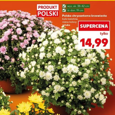 Polska chryzantema krzewiasta promocja w Kaufland