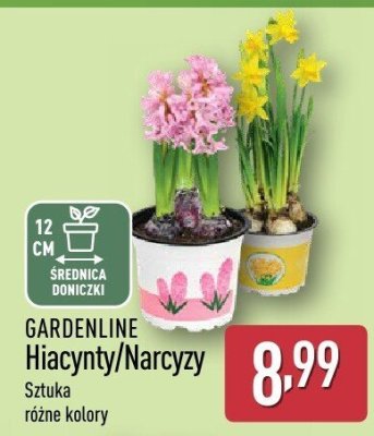 Hiacynty Gardenline promocja w Aldi