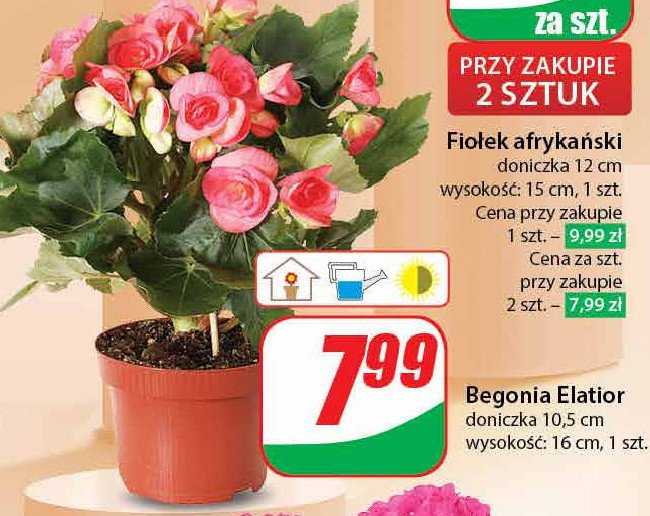 Begonia elatior promocja