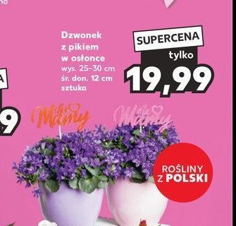 Dzwonek z pikiem o os艂once 12 cm promocja