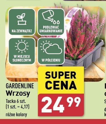 Wrzosy GARDEN LINE promocja