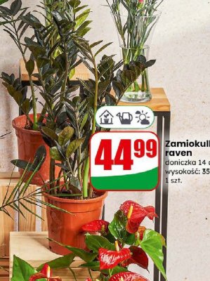 Zamiokulkas raven promocja w Dino