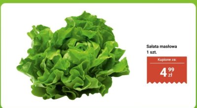 Sałata masłowa 1 szt. promocja w Biedronka