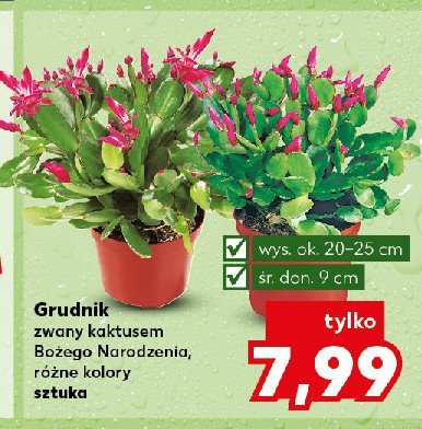 Grudnik w donicy śr 9 cm promocja