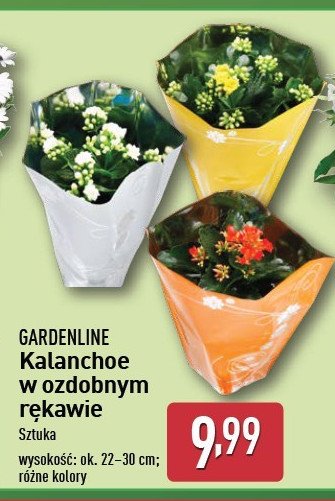 Kalanchoe w ozdobnym r臋kawie 12 cm GARDEN LINE promocja