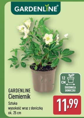 Ciemiernik  promocja w Aldi