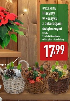 Hiacynty w koszyku z dekoracjami świątecznymi  promocja w Aldi