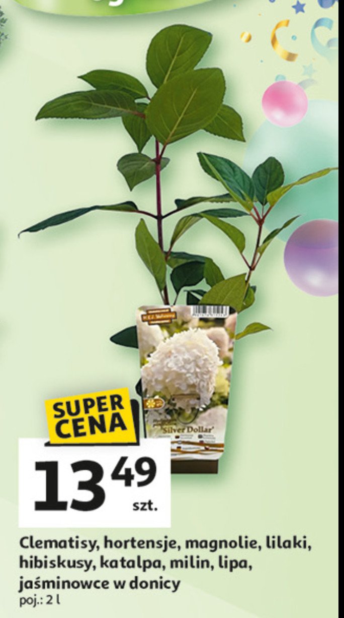 Hortensja ogrodowa poj. 2 l promocja w Auchan
