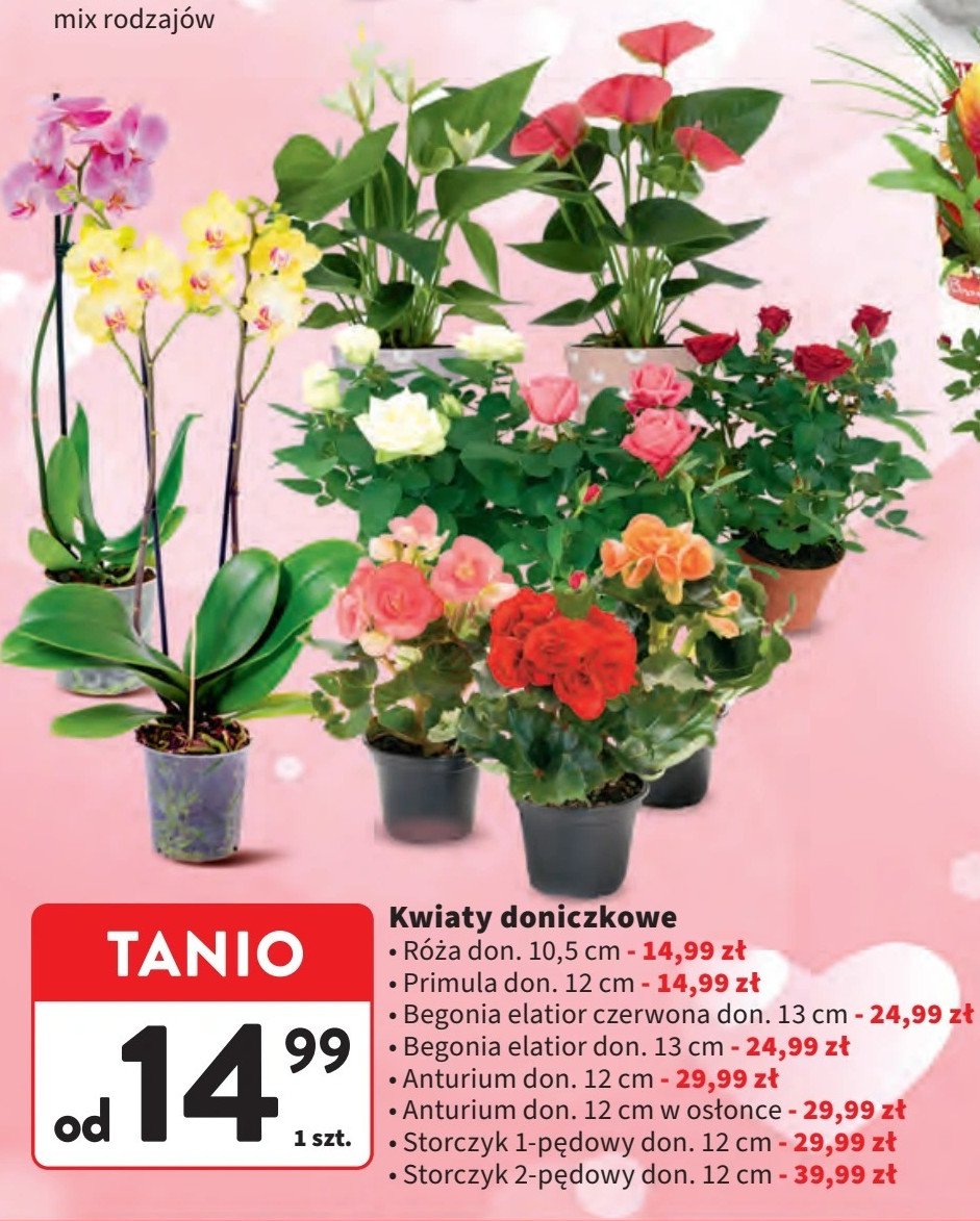 Primula śr.doniczki 12 cm promocja