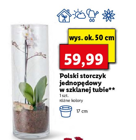 Storczyk jednopędowy 50 cm w szklanej tubie promocja