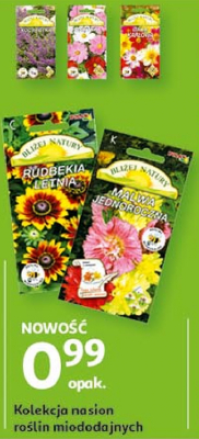 Malwa jednoroczna promocja