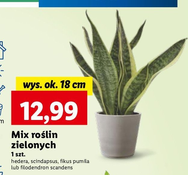 Fikus pumila don. 12 cm promocja