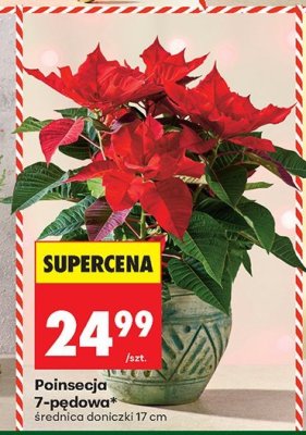 Poinsecja 7-pędowa promocja w Biedronka