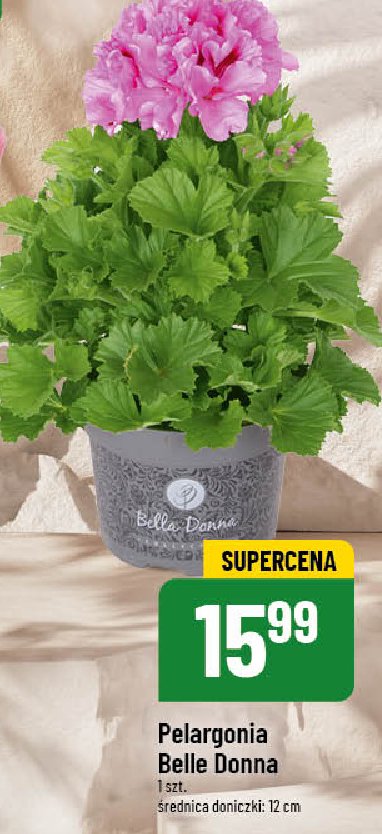 Pelargonia bella donna promocja w POLOmarket