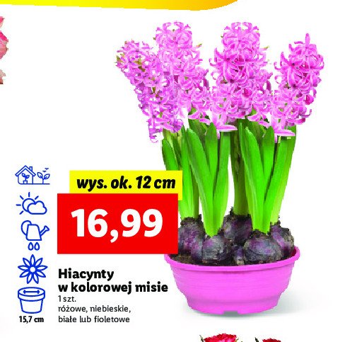 Hiacynty w kolorowej misie wys. 12 cm promocja