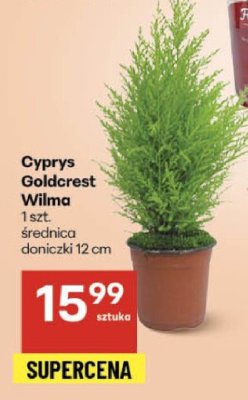 Cyprys Goldcrest Wilma 1 szt. promocja w Delikatesy Centrum