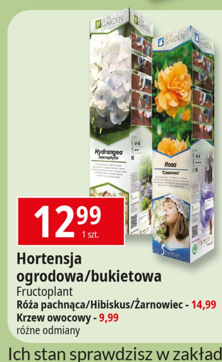 Hortensja ogrodowa FRUCTOPLANT promocja w Leclerc