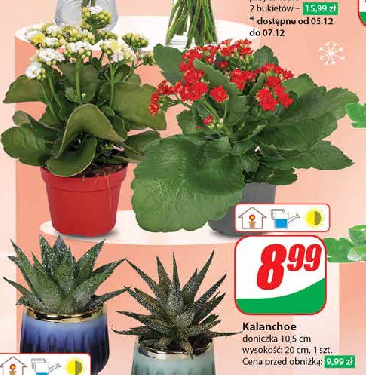 Kalanchoe 10.5 cm promocja