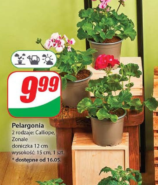 Pelargonia zonale don. 12 promocja w Dino