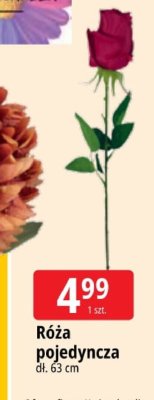 Róża pojedyncza promocja w Leclerc