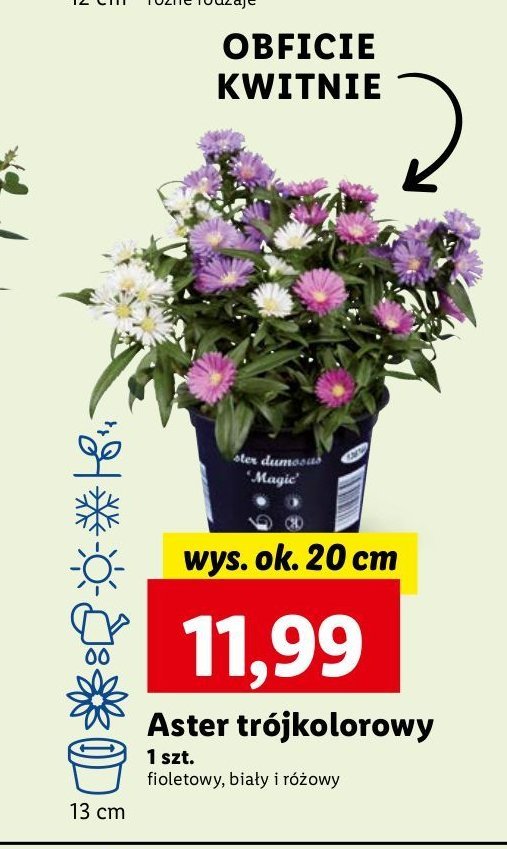 Aster biały 20 cm promocja