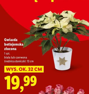 Gwiazda betlejemska złocona promocja w Lidl