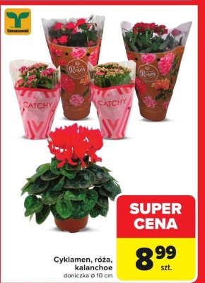 Cyklamen, róża, kalanchoe doniczka 10 cm promocja w Carrefour