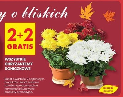 Wszystkie chryzantemy doniczkowe promocja w Biedronka