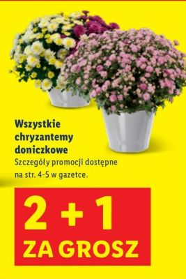 Chryzantemy doniczkowe 2+1 promocja w Lidl