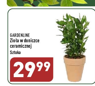 Zio艂a w doniczce 14 cm promocja