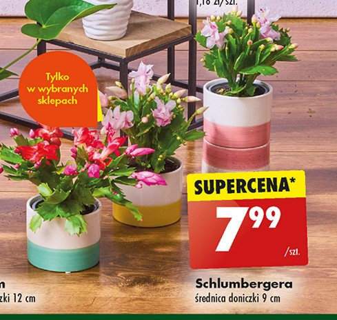 Schlumbergera śr. 9 cm promocja w Biedronka