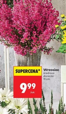 Wrzosiec promocja w Biedronka