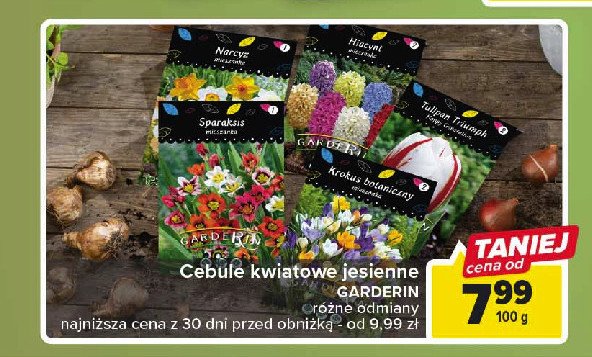 Cebulki tulipan贸w jednokolorowych Garderin promocja