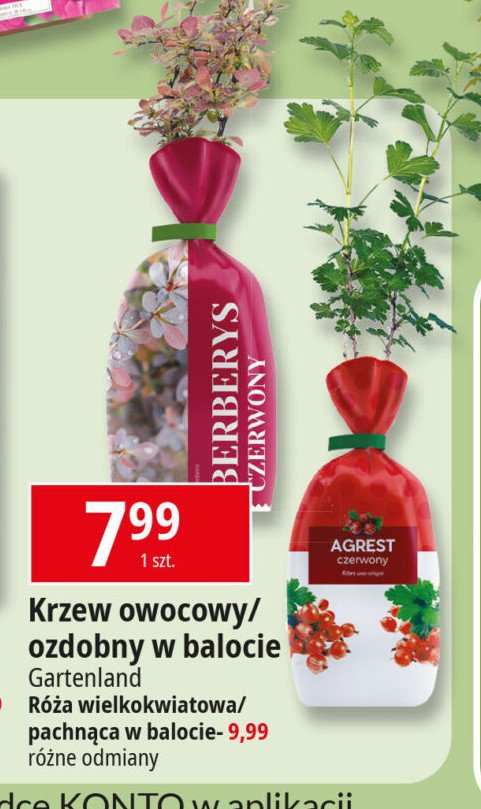 Agrest czerwony Gartenland promocja w Leclerc