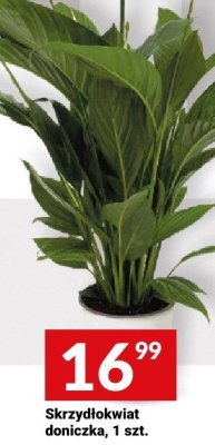 Skrzydłokwiat doniczka, 1 szt. promocja w Twój Market