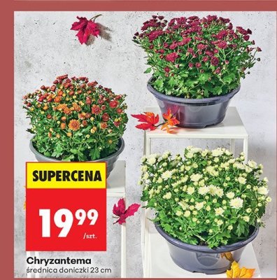 Chryzantema promocja w Biedronka