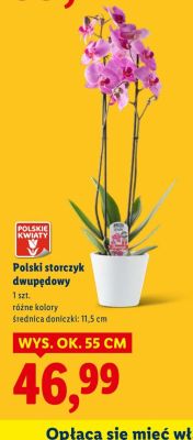 Polski storczyk dwupędowy promocja w Lidl
