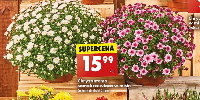 Chryzantema samokrzewiąca don. 21 cm promocja