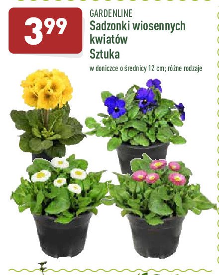 Sadzonki wiosennych kwiatów promocja