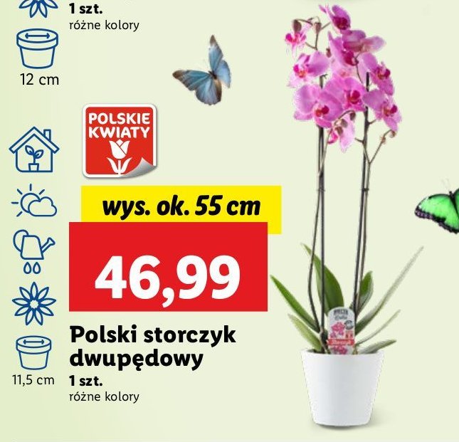 Storczyk dwup臋dowy promocja