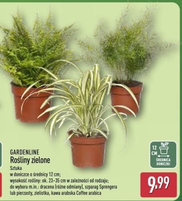 Rośliny zielone   promocja w Aldi