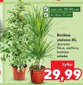 Dracena 17 cm promocja