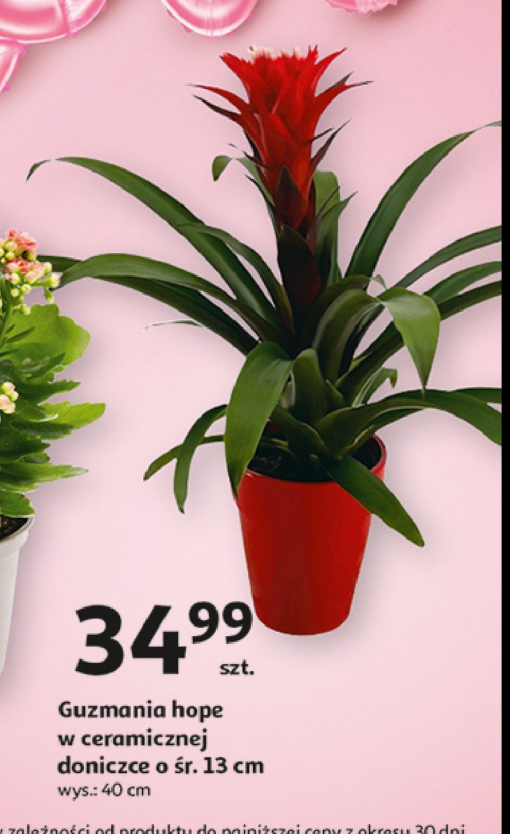 Guzmania w donicy 艣r. 13 cm promocja