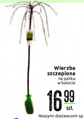 Wierzba szczepiona na pniu hakuronishiki w donicy promocja