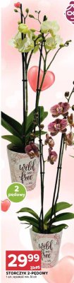 Storczyk 2-pędowy Stokrotka promocja w Stokrotka