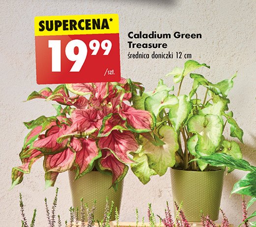 Caladium green treasure 12 cm promocja w Biedronka