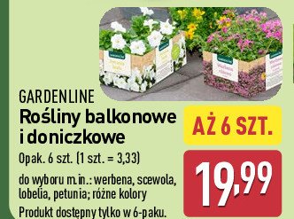 Werbena GARDEN LINE promocja w Aldi